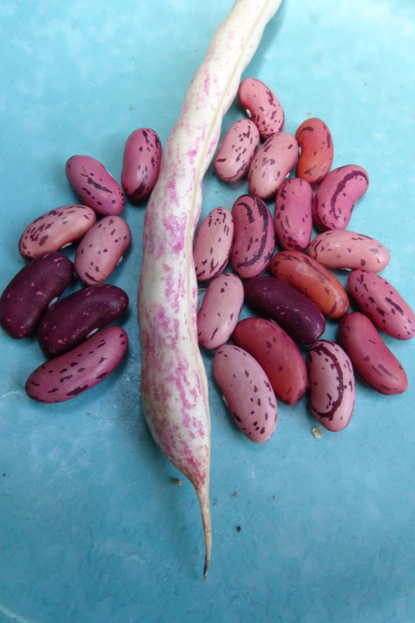 Andean Bean